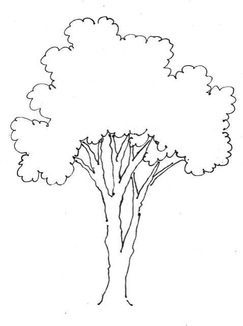 线描树干的画法图片