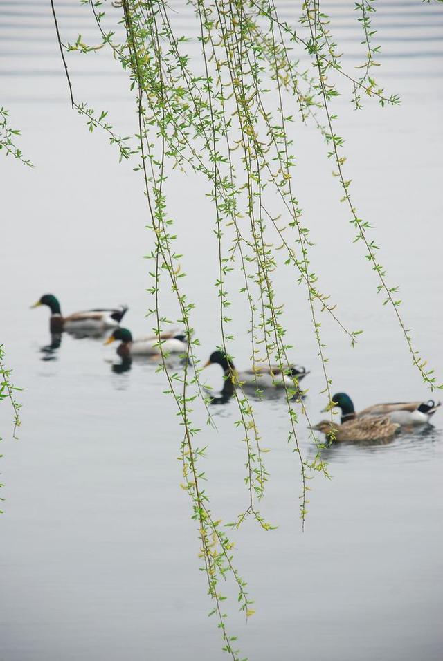 柳色如烟草长莺飞二月天拂堤杨柳醉春烟