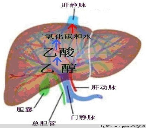 (酒精)从门静脉进入肝脏分解成二氧化碳和水,从肝静脉进入血液循环