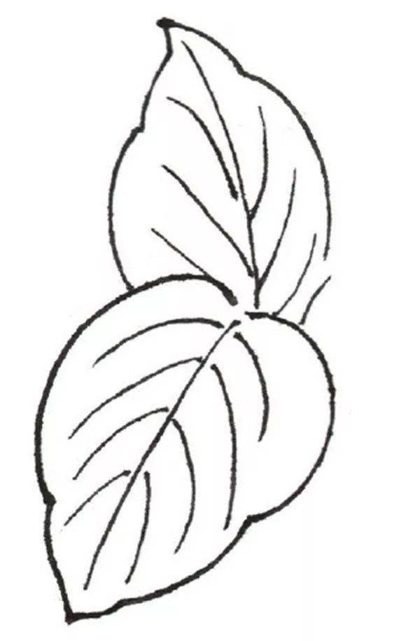 白描月季花局部三 3,叶子的画法