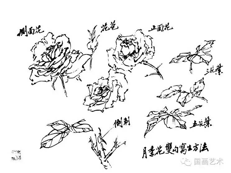 图文教程中国写意花鸟画技法之月季花
