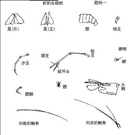 來源騰訊視頻圖片來源:@學畵一般來說,國畫蝦一般畫的是沼蝦(河蝦).