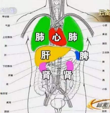 人的心肝五脏的位置图图片