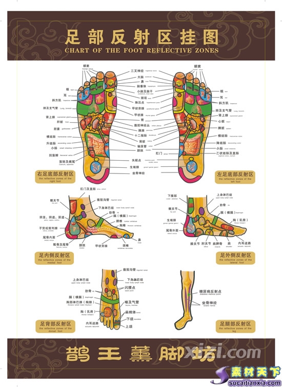 人體針灸按摩穴位圖耳朵全息脊椎全息圖手掌背掌心足底反射圖