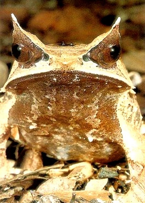 红曼蛙[/b]马达加斯加彩蛙[/b]世界上最小的青蛙[/b]歌利亚的青蛙[/b]