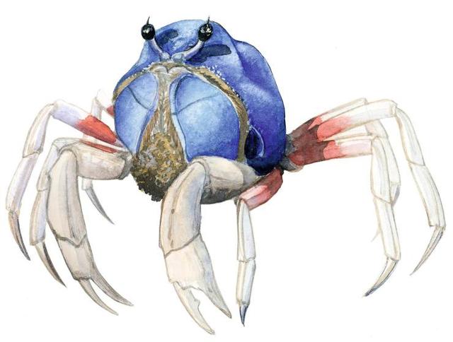 市场常见 海蟹图鉴
