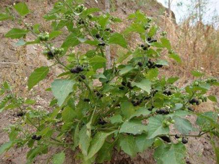 这种"黑果",其实是"解毒之王",家中养一盆,小病