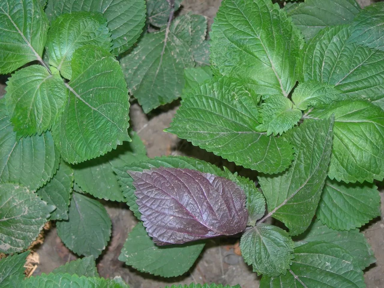 每日一学草药14紫苏