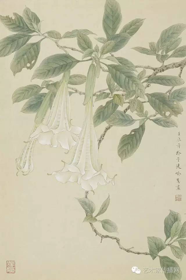 蔓陀蘿花1