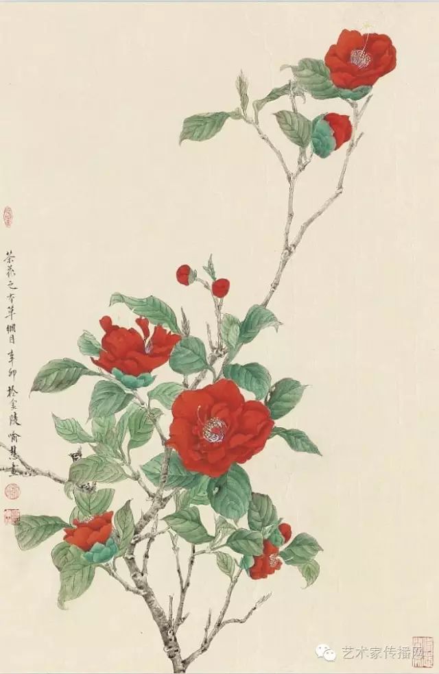 梔子花山楂藍莓金絲桃狗尾草梅扁豆野薔薇蕃茄鳶尾花蔓陀蘿花2蔓陀蘿