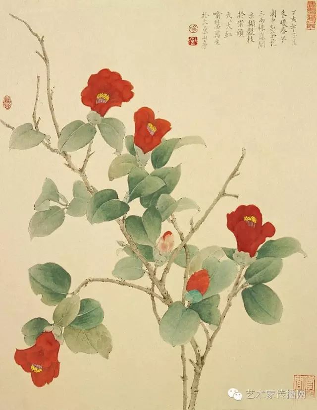 梔子花山楂藍莓金絲桃狗尾草梅扁豆野薔薇蕃茄鳶尾花蔓陀蘿花2蔓陀蘿