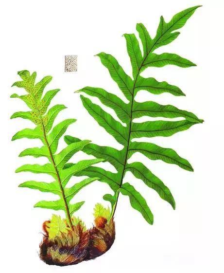 17骨碎补16覆盆子15防己14当归13川芎12沉香11草乌10草果9草豆蔻8薄荷