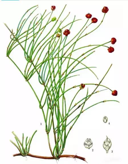 20麻黄19连翘18厚朴17骨碎补16覆盆子15防己14当归13川芎12沉香11草乌