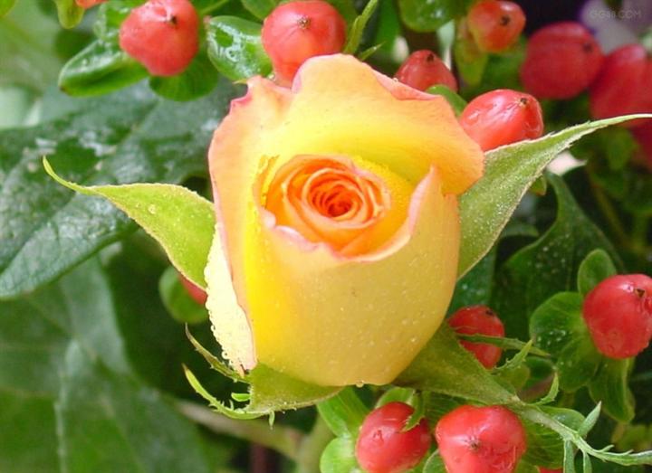 五月的鲜花【一】