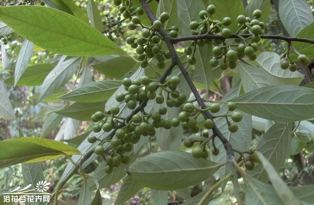 每日一学草药49山苍树