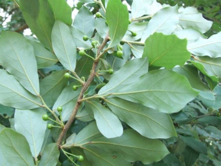 你只要切几片姜跟山苍树,两三根一起熬成水,起来