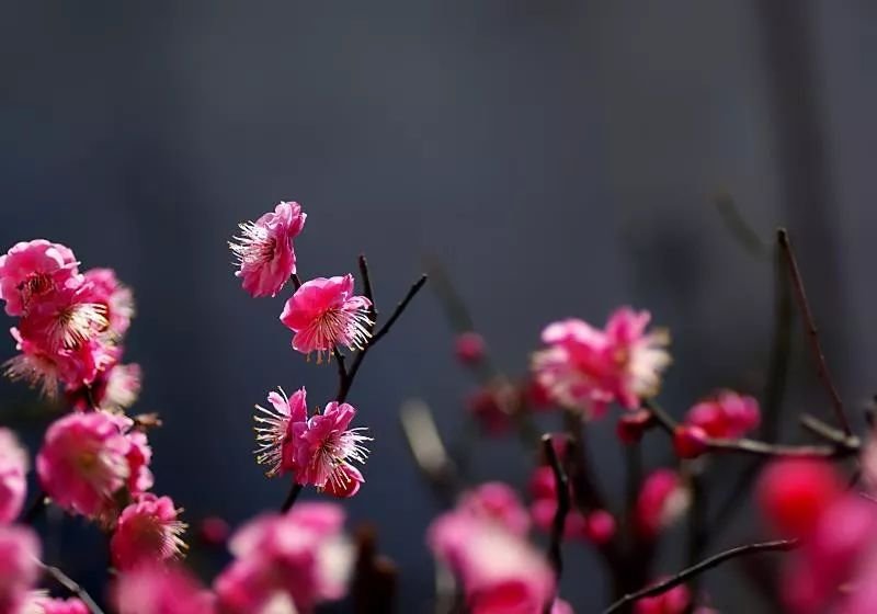10首梅花诗词,写尽梅花傲雪风骨,美的令人心醉!