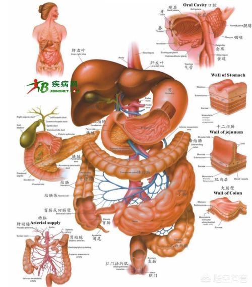 消化系统是人体八大系统之一.