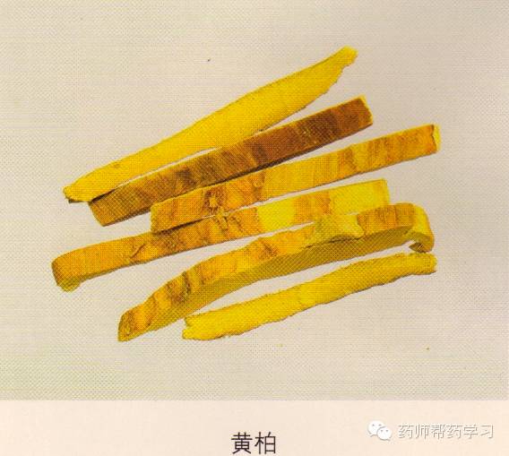 黄柏:断面纤维性,呈裂片状分层,深黄色.气微,味极苦,嚼之有黏性.