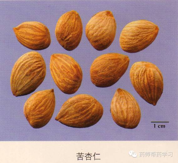 苦杏仁:药材,呈扁心形.