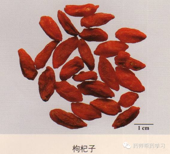 小茴香:背面有纵棱5条,横切面略呈五边形.