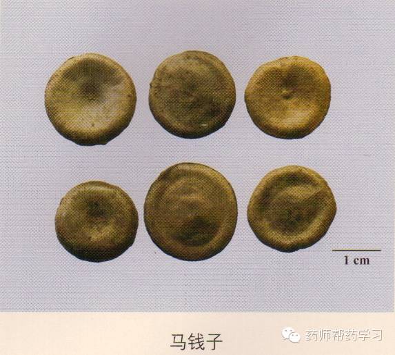 马钱子:表面自中间向四周呈辐射状排列,底面中心有突起的圆点状种脐.