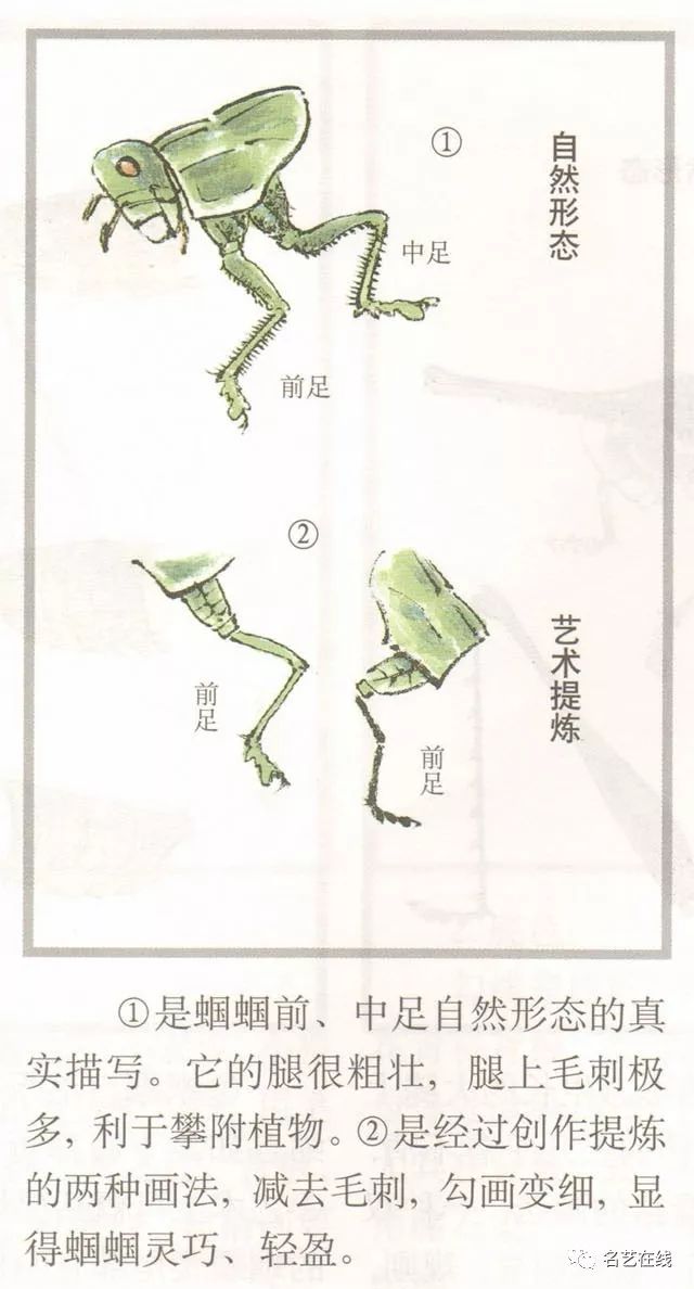 国画技法蝈蝈的工笔及写意画法