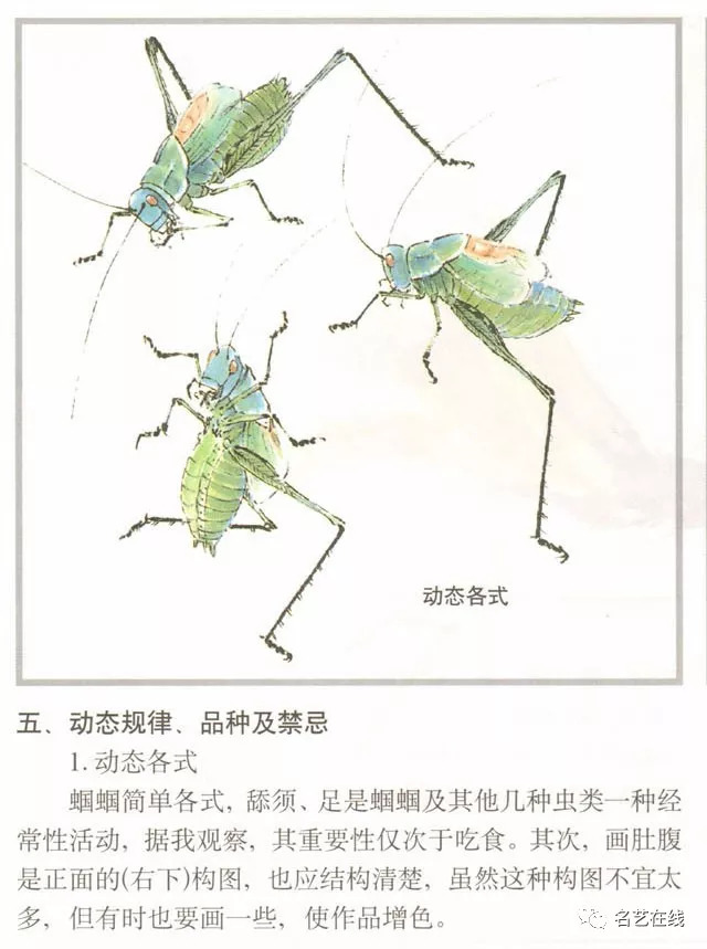 国画技法蝈蝈的工笔及写意画法