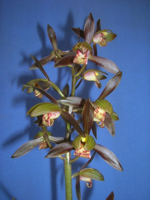 图解春兰蕙兰建兰寒兰墨兰春剑莲瓣兰的鉴别