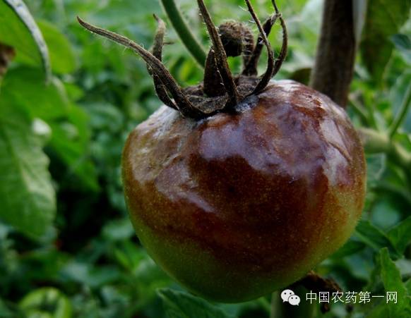 番茄病害防治大全(附图谱)