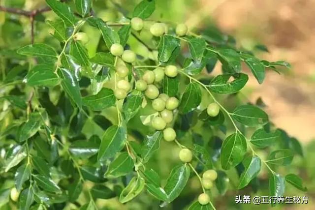 桂枝汤5味药就可治60的疾病你要不学就是真傻