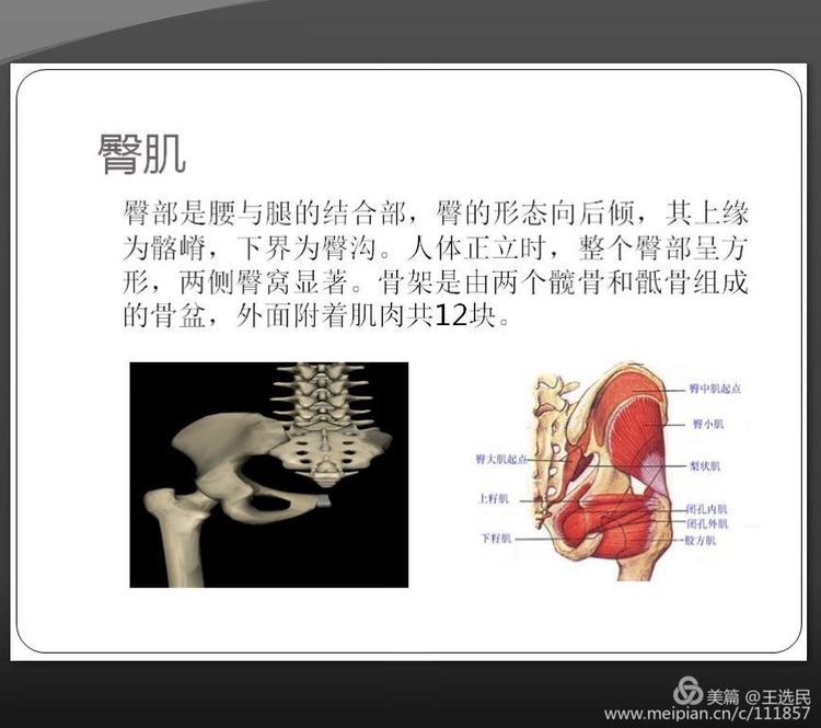 臀部肌肉的功能解剖及相关疾病的浮针治疗