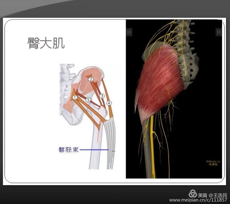 臀部肌肉的功能解剖及相關疾病的浮針治療