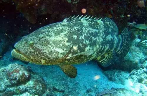 ae)石斑魚屬(epinephelus)類的統稱,廣泛分佈於熱帶和亞熱帶溫水海域