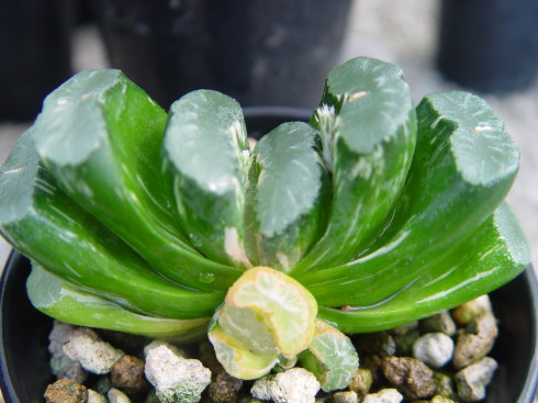 罕见多肉植物玉扇