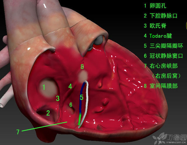 好了todaro腱