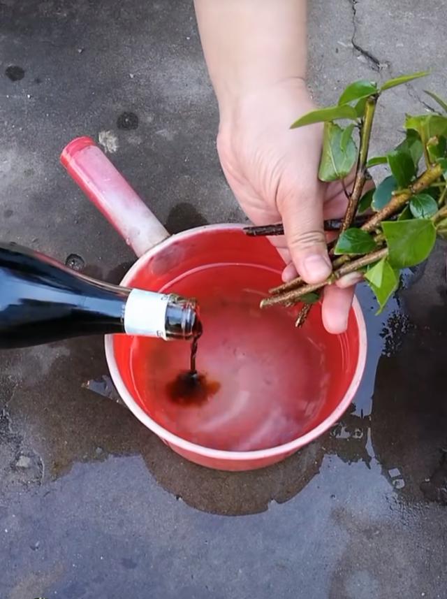 生根剂不用买,家里调料舀一勺,就是"万能生根剂",生根粗又壮