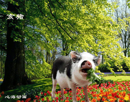 猪的宝贵在于脑,无思无想无烦恼.溜溜滚圆一身膘,吃饱就去睡觉觉.