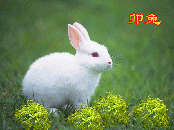 我家有只小白兔,只吃白菜不上树.吃好白菜坐神七,飞到月宫里面住.