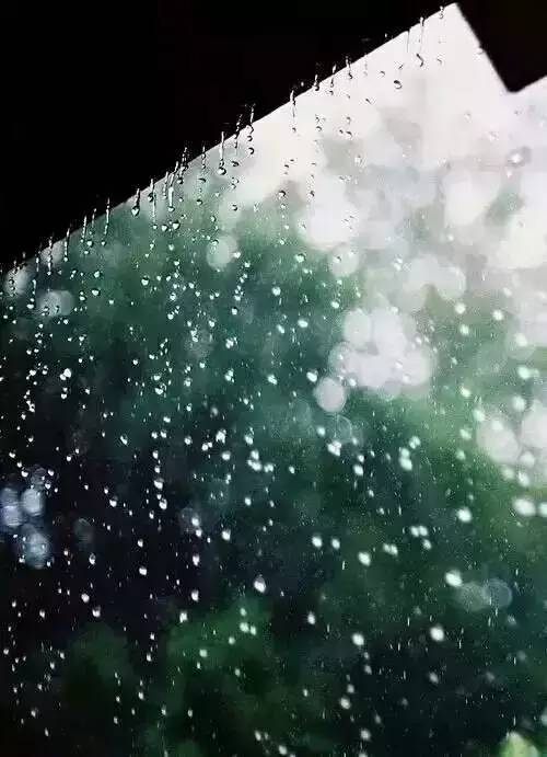 【朝花夕拾】夜来风雨声