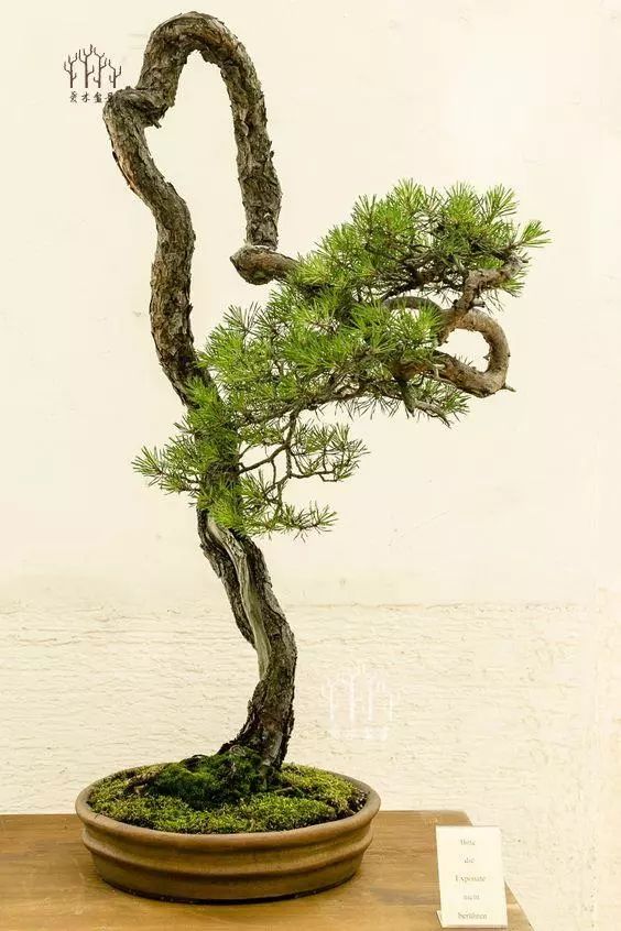 爱木盆景i值得收藏的一组文人松树盆景