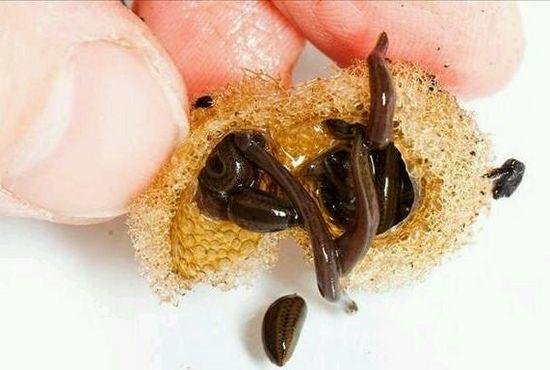 苗疆巫蛊丨苗寨整蛊人揭秘什么是蛊毒怎么下蛊