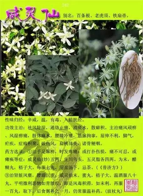 300味中草药彩◇◇谱完整版(含别名,性味归经,功效主治)