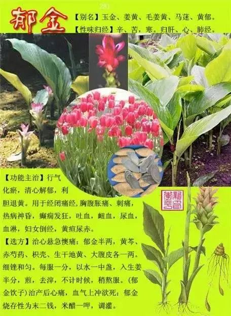 300味中草药彩◇◇谱完整版(含别名,性味归经,功效主治)