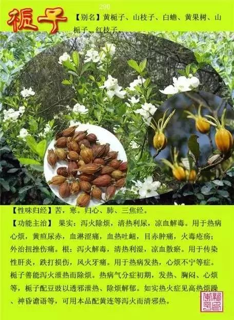 300味中草药彩◇◇谱完整版(含别名,性味归经,功效主治)