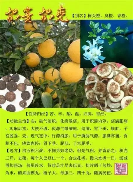 300味中草药彩◇◇谱完整版(含别名,性味归经,功效主治)