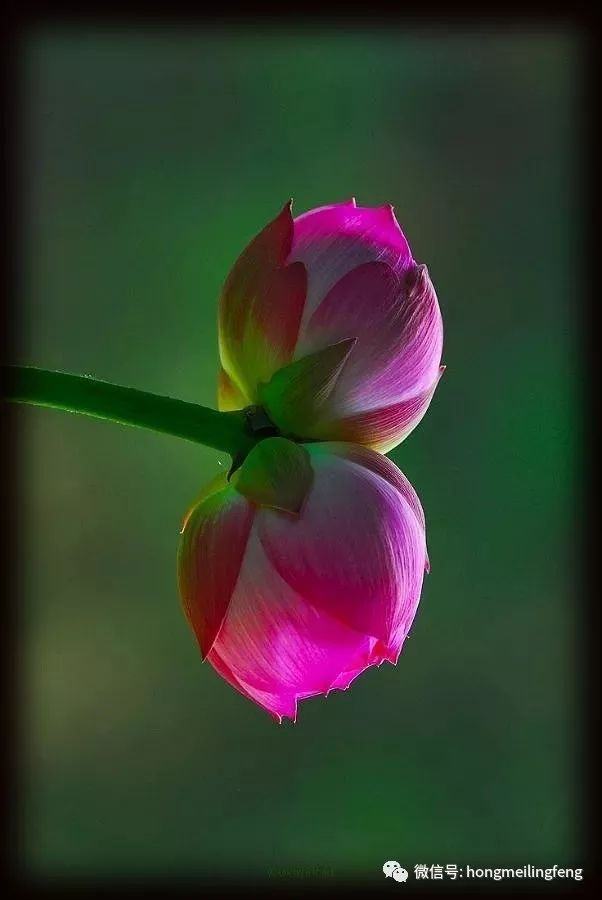 若爱是一副画卷【美文悦赏】