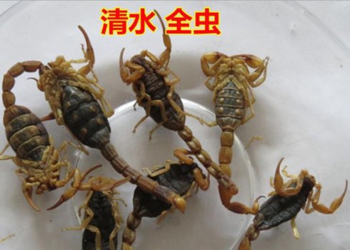 土鳖虫90克,制马钱子120克,雄黄60克,乌    蛇60克,大蜈蚣50条,全