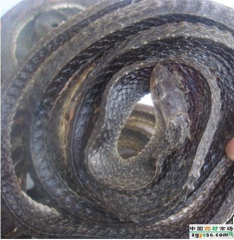 土鳖虫90克,制马钱子120克,雄黄60克,乌    蛇60克,大蜈蚣50条,全