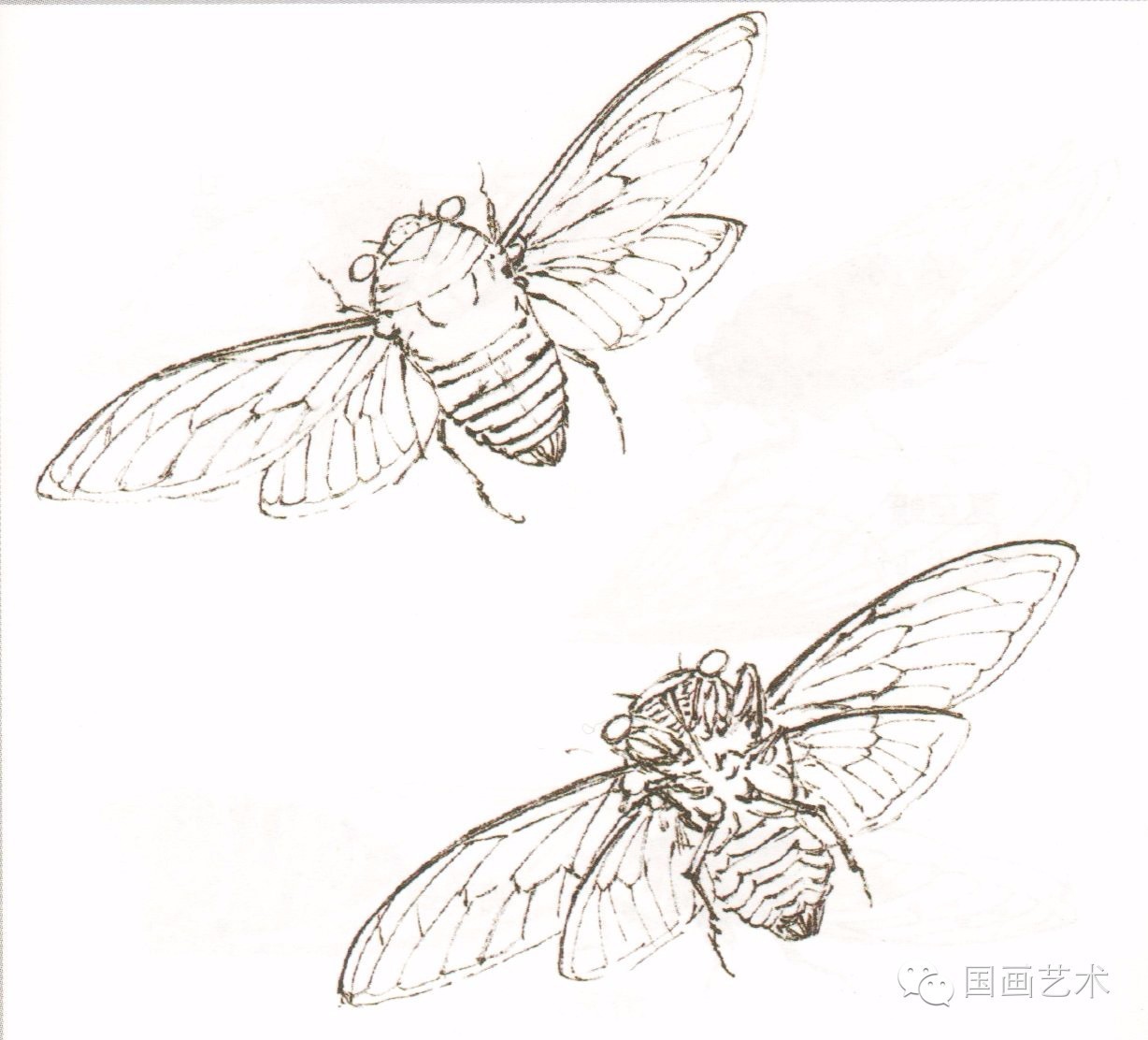 图文教程蝉的工笔及写意画法